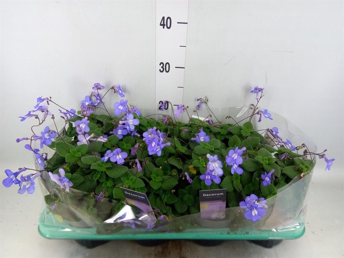 <h4>Streptocarpus saxorum</h4>