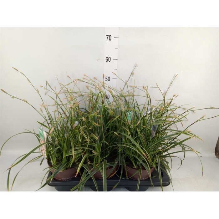 <h4>Carex morrowii 'Ice Dance'</h4>