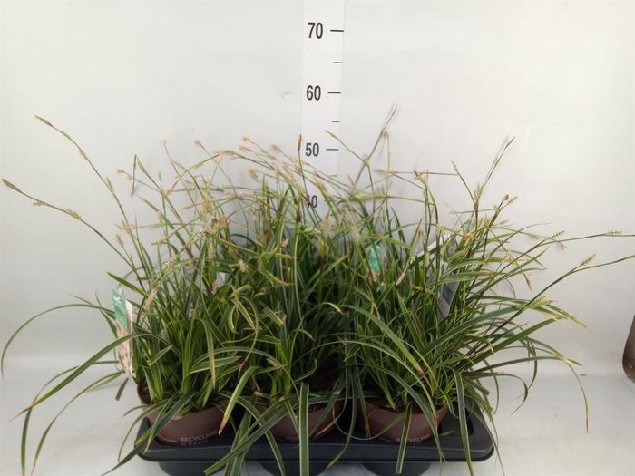 Carex morrowii 'Ice Dance'