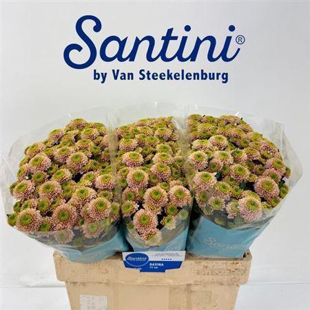 <h4>Chr S Davina</h4>