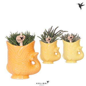 Kolibri Greens Rhipsalis mix in Fish pot yellow mix