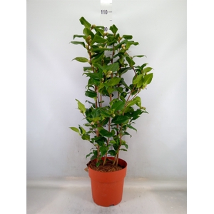 Camellia japonica 'Dr King'