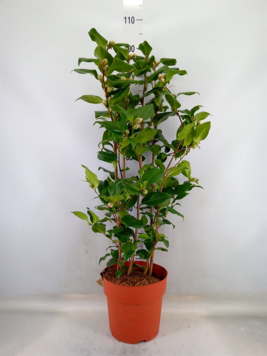 <h4>Camellia japonica 'Dr King'</h4>