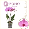 Phalaenopsis Boho Love Pink 12Ø 45cm 2st 15fl