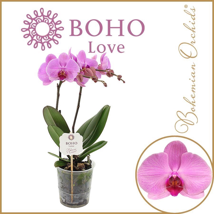 Phalaenopsis Boho Love Pink 12Ø 45cm 2st 15fl