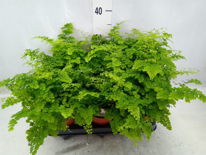 Adiantum raddi. 'Fritz-Luthi'