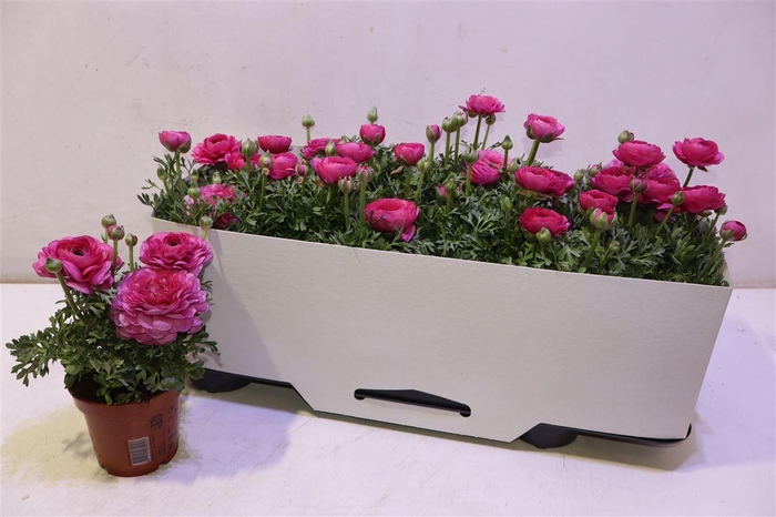 <h4>arr8 Ranun Sprink Pink</h4>