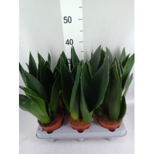 Sansevieria trifa. 'Futura Superba'