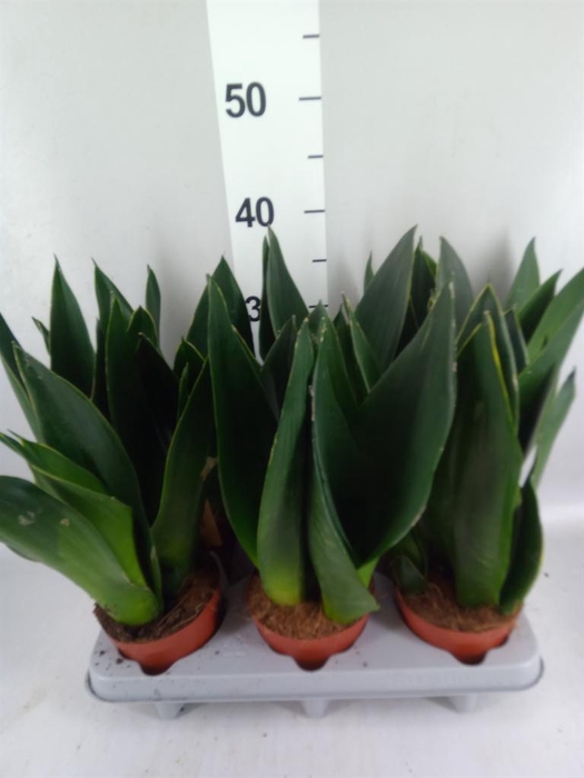<h4>Sansevieria trifa. 'Futura Superba'</h4>