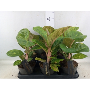 Aglaonema   ...