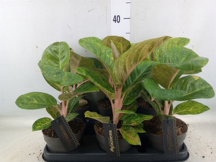 <h4>Aglaonema   ...</h4>