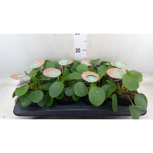 Pilea peperomoides