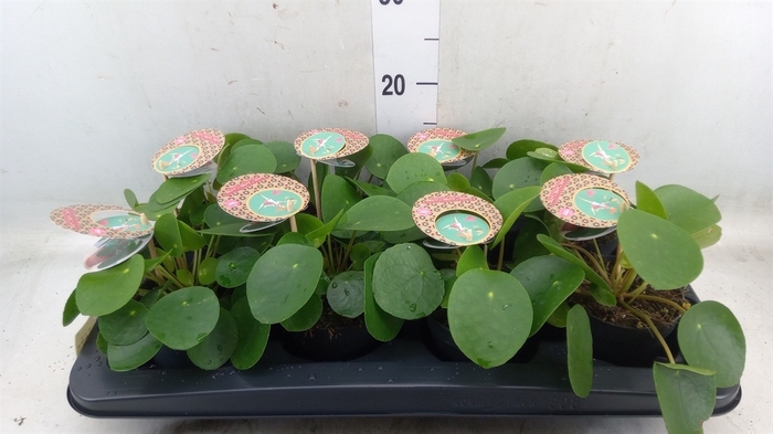 <h4>Pilea peperomoides</h4>