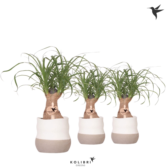 <h4>Kolibri Greens Beaucarnea in Imperfect Bag pot</h4>