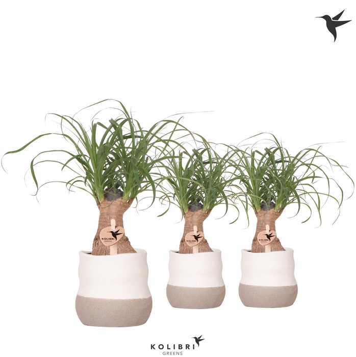 <h4>Kolibri Greens Beaucarnea in Imperfect Bag pot</h4>