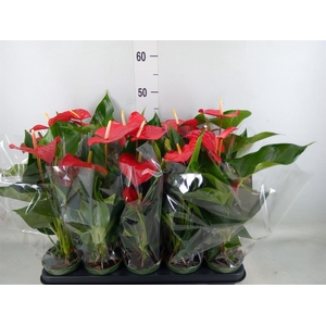Anthurium andr. 'Querida'