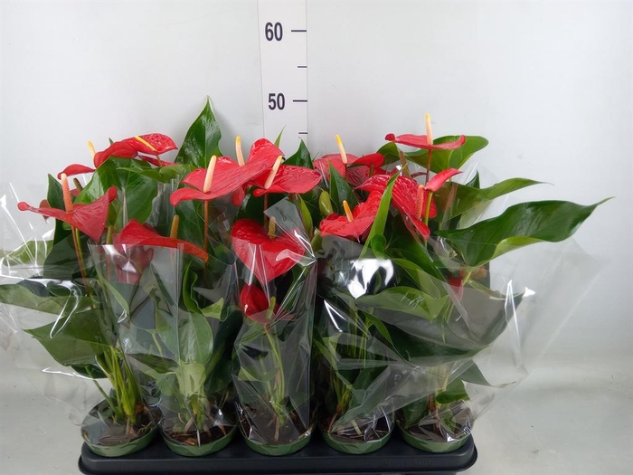 <h4>Anthurium andr. 'Querida'</h4>