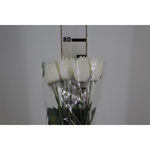 ANASTASIA HERRERA 080 CM BRANCO