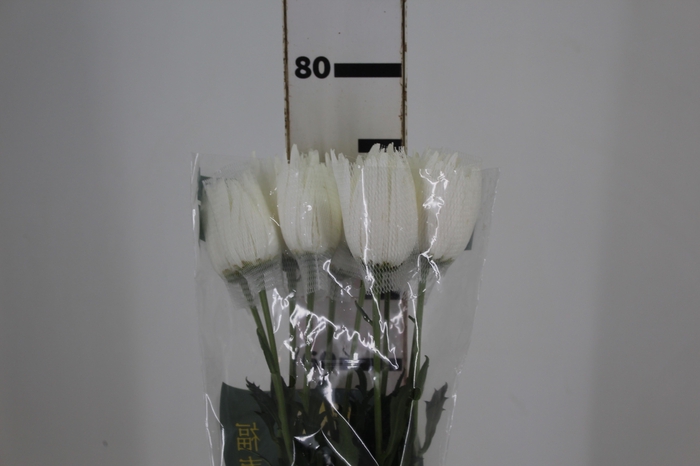 ANASTASIA HERRERA 080 CM BRANCO