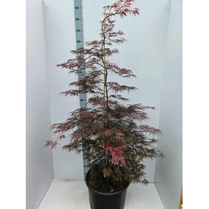Acer palmatum Inaba-shidare