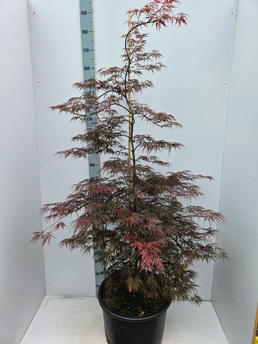 Acer palmatum Inaba-shidare