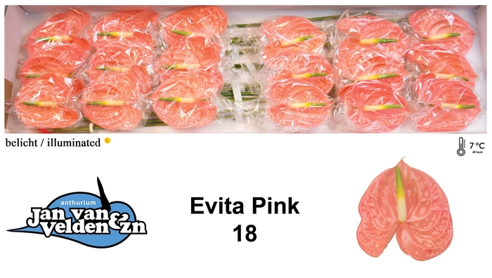 Anthurium Evita Pink