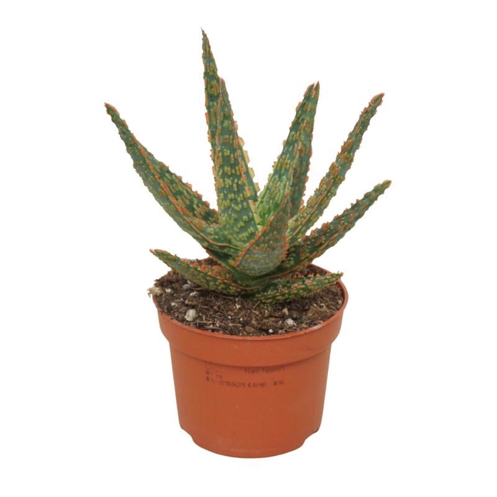 Aloe Overig Dannyz, 0314ADZ