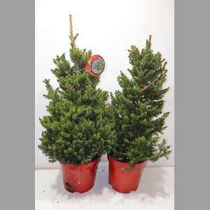 Picea Ab Wills Zwerg