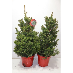 Picea Ab Wills Zwerg