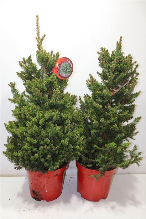 <h4>Picea Ab Wills Zwerg</h4>