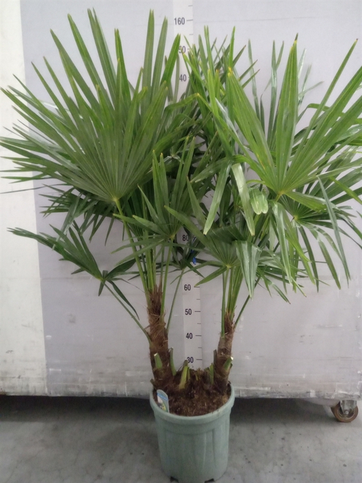 <h4>Trachycarpus fortunei</h4>