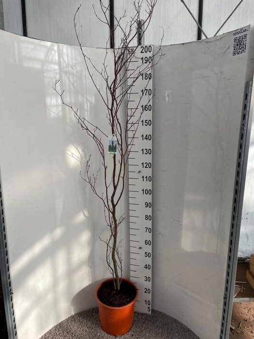 <h4>Fagu Sylvatica Ov</h4>