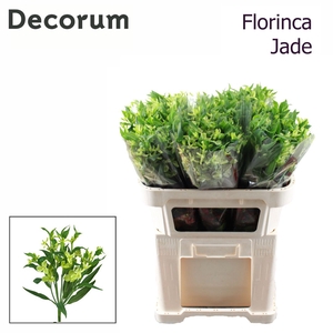 Alst Fl Jade