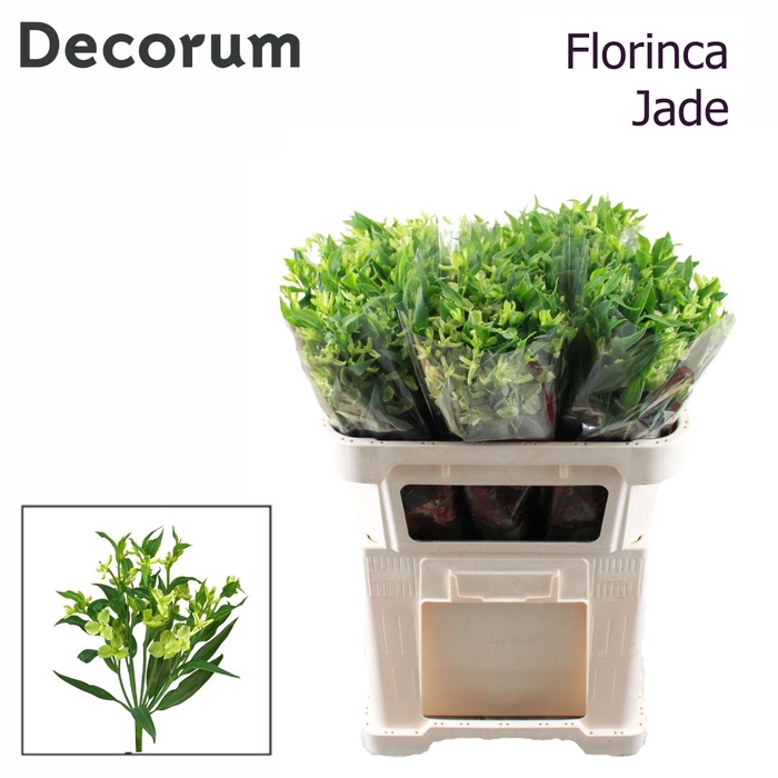 <h4>Alstroemeria Jade</h4>