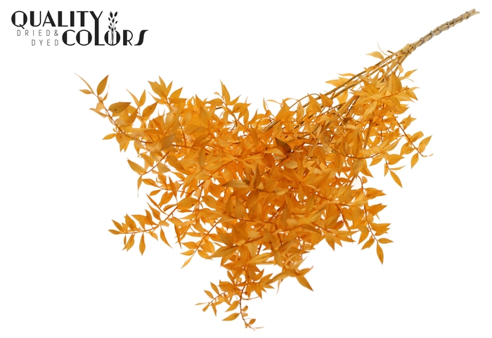 <h4>Ruscus 70cm 5 pc/bunch Apricot (2x5 bunch/poly)</h4>
