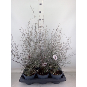 Corokia cotoneaster