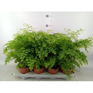 Adiantum raddi. 'Fragrans'