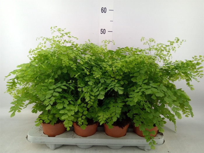 <h4>Adiantum raddi. 'Fragrans'</h4>
