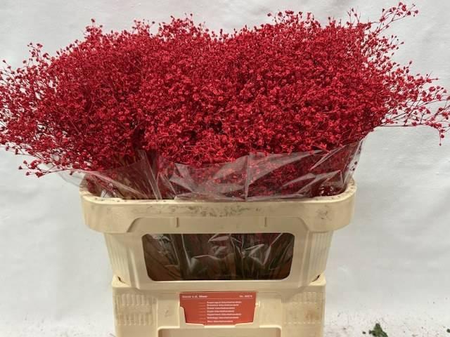 <h4>GYPS KLB H%</h4>