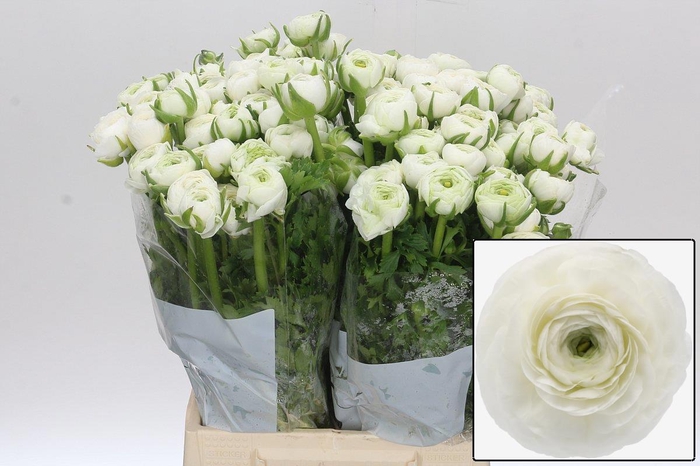 <h4>RAN EL WHITE</h4>