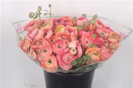 <h4>Ran.. Su Salmon 898 Extra X50</h4>