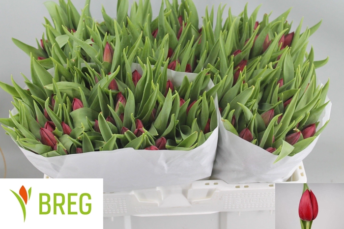 <h4>TU EN PALLADA</h4>