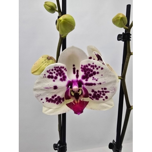 Phalaenopsis overig