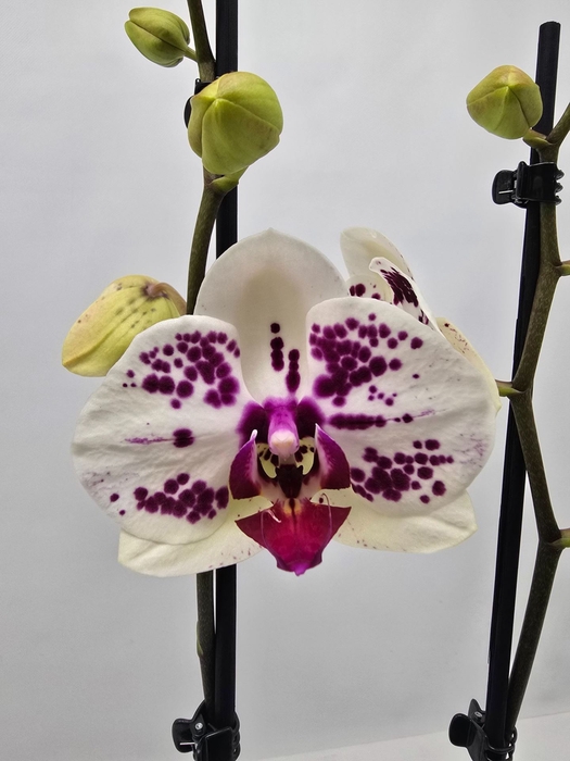 <h4>Phalaenopsis overig</h4>
