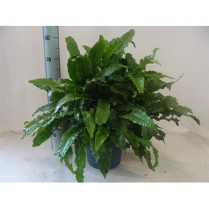 Asplenium   ...