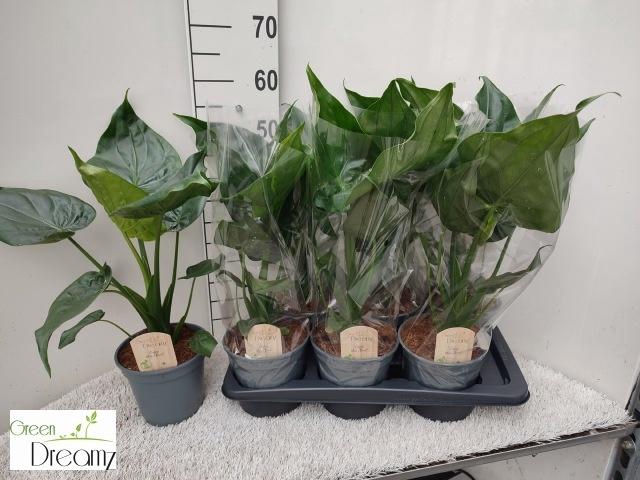 <h4>ALOC CUCULLATA</h4>