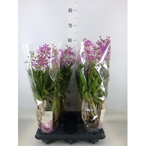 Dendrobium  'Berry Oda'