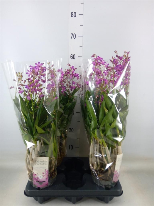 <h4>Dendrobium  'Berry Oda'</h4>