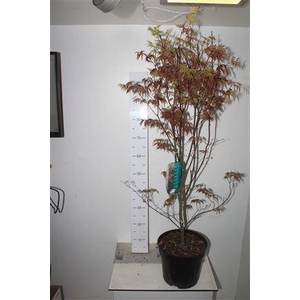 Acer Pa Bloodgood