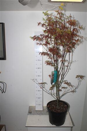 <h4>Acer Pa Bloodgood</h4>